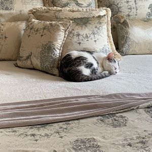 Meet your Posher, Janet (and meet our new kitten!)